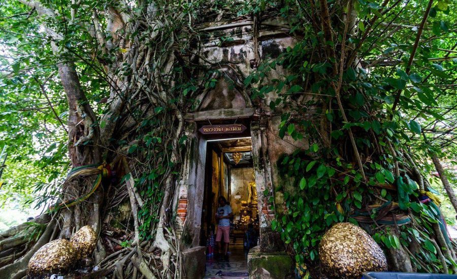 The ancient shrine of Wat Bang Kung enclosed within the massive roots of a banyan tree