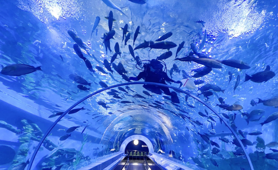 Step into an underwater world and witness the beauty of marine life at Bueng Chawak Aquarium