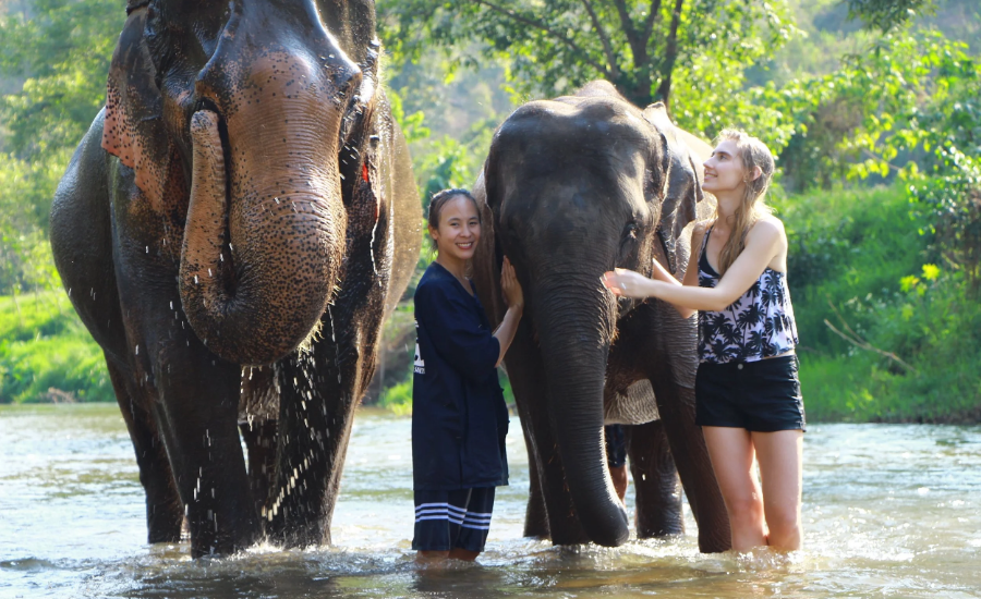 Spend a memorable day with elephants while learning about their care in a natural sanctuary