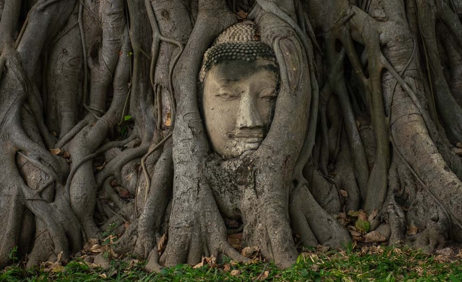 The ancient Buddha head entwined in roots at Wat Mahathat, one of the best places to visit in Thailand in November