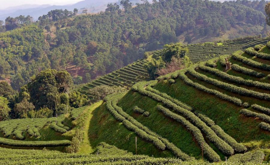 Green terraced tea fields in Doi Mae Salong