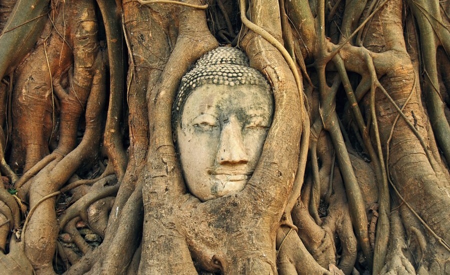 The 700-year-old Buddha head is hidden among tree roots