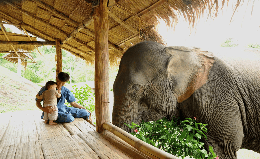 A quiet moment in Boon Lott's Elephant Sanctuary, Sukhothai