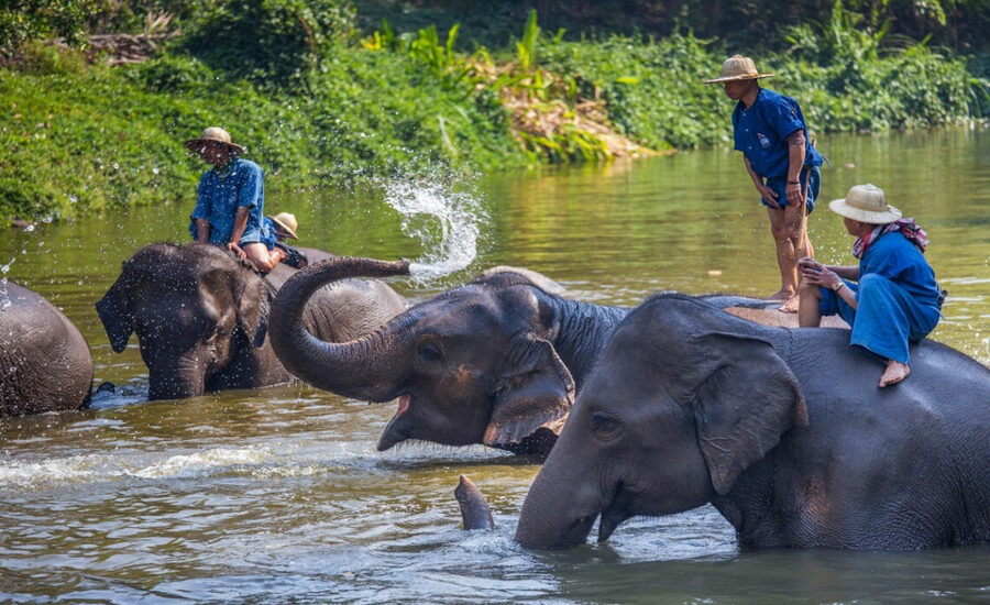 Lampang is home to one of Thailand’s most important elephant conservation centers 