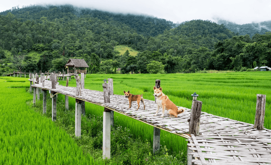 A quiet misty morning at Su Tong Pae Bridge, Mae Hong Son