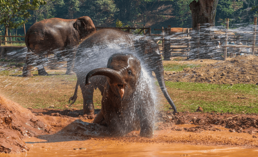 Thai elephants enjoy playful moments in the zoo, Thailand