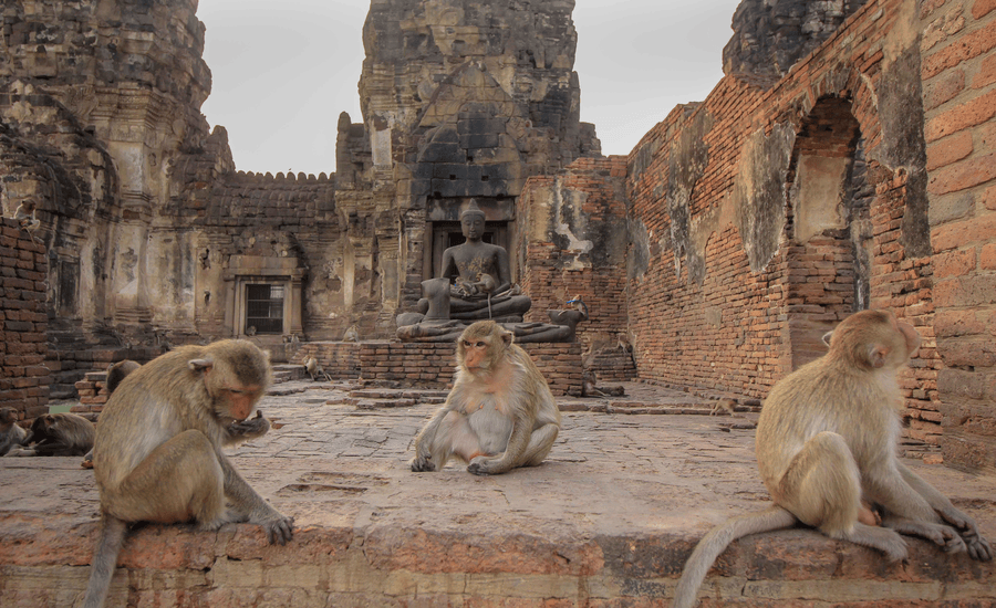 Monkeys live like the locals in Lopburi