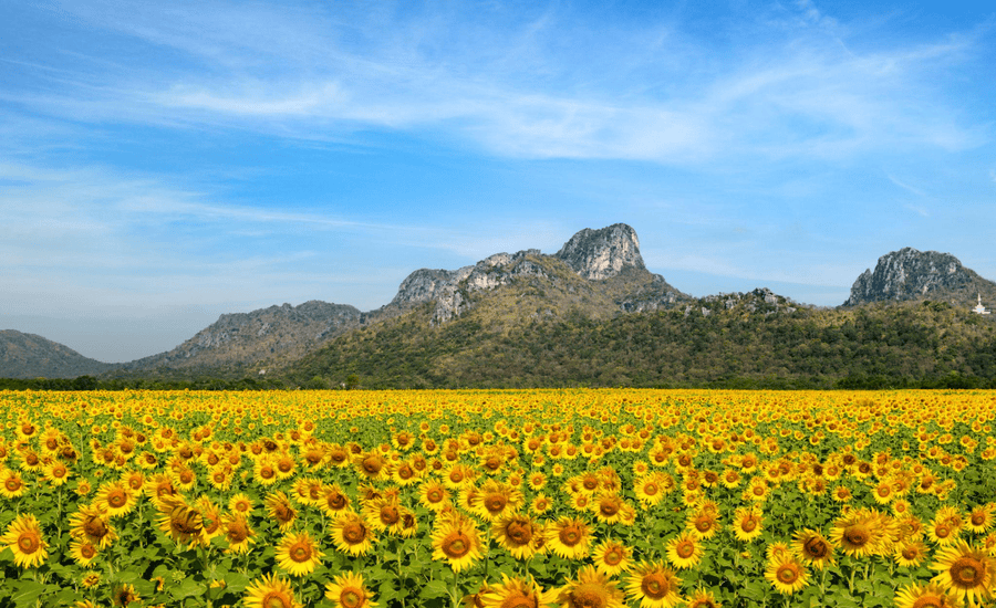 Endless sunflower fields are unforgettable images for any traveller to Lopburi