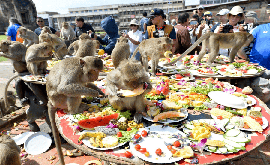 Monkeys enjoy their “feasts” in Lopburi’s annual monkeys festival