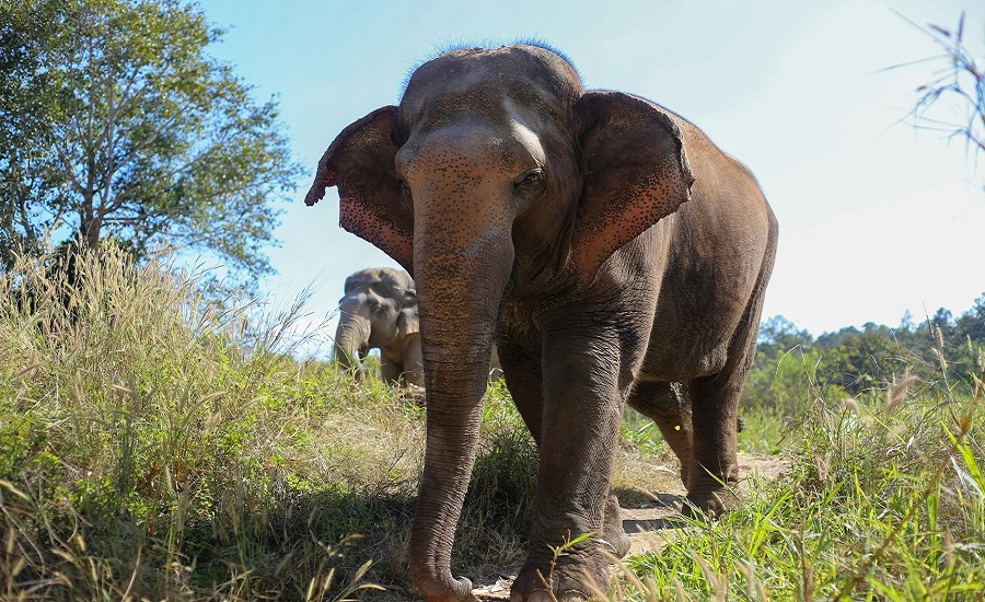 Elephant tourism in Thailand now allows ethical encounters at sanctuaries like Elephant Nature Park