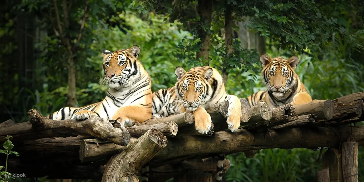 chiang-mai-night-safari-2