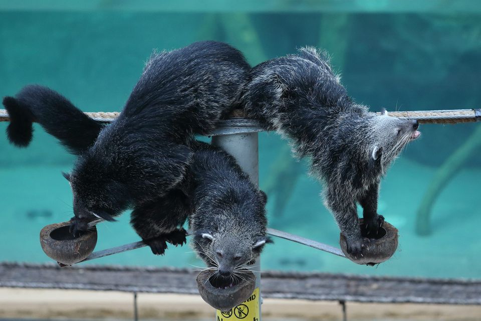 chiang-mai-night-safari-4