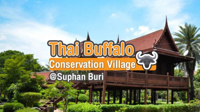 Thai Water Buffalo Preservation Village