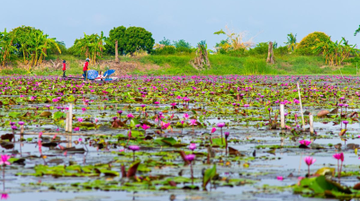 Thung Bua Daeng Na Bang Len (Red Lotus) Floating Market