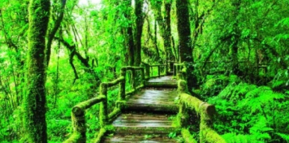 Day 7: Chiang Mai – Doi Inthanon (B, L)