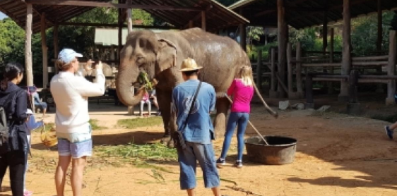 Day 6: Chiang Mai – Elephant Jungle Sanctuary (Join -in) (B, L) Join in tour shared guide and transfer