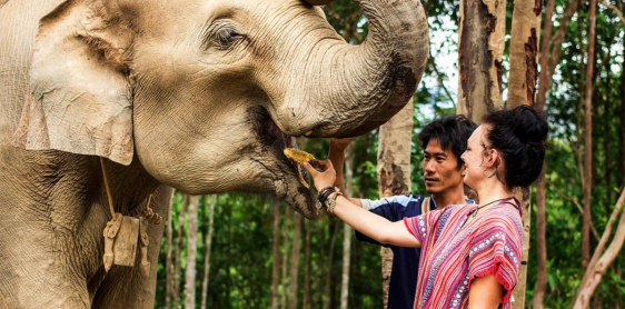 Day 14: Chiang Mai – Elephant Sanctuary – Fly to Krabi (B, L)