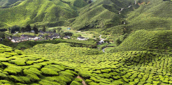 Day 6: Kuala Lumpur- Cameron Highlands (B)