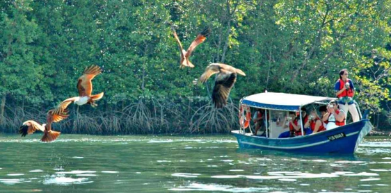 Day 11: Join in Half Day Langkawi Mangrove Tour (B, L)