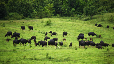 Kuri Buri National Park