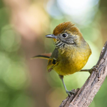 Doi Inthanon National Park 1 Day