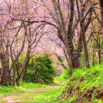 Doi Inthanon National Park 3 Days 2 Nights