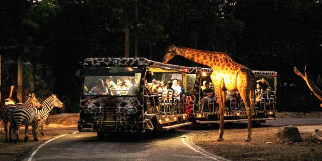 Chiang Mai Night Safari reopens