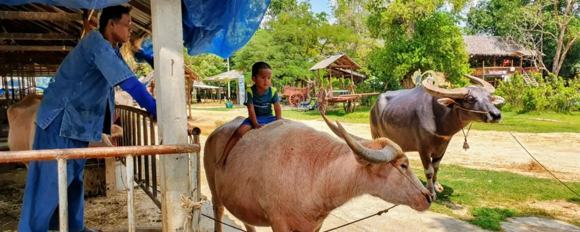 Thai Water Buffalo Preservation Village