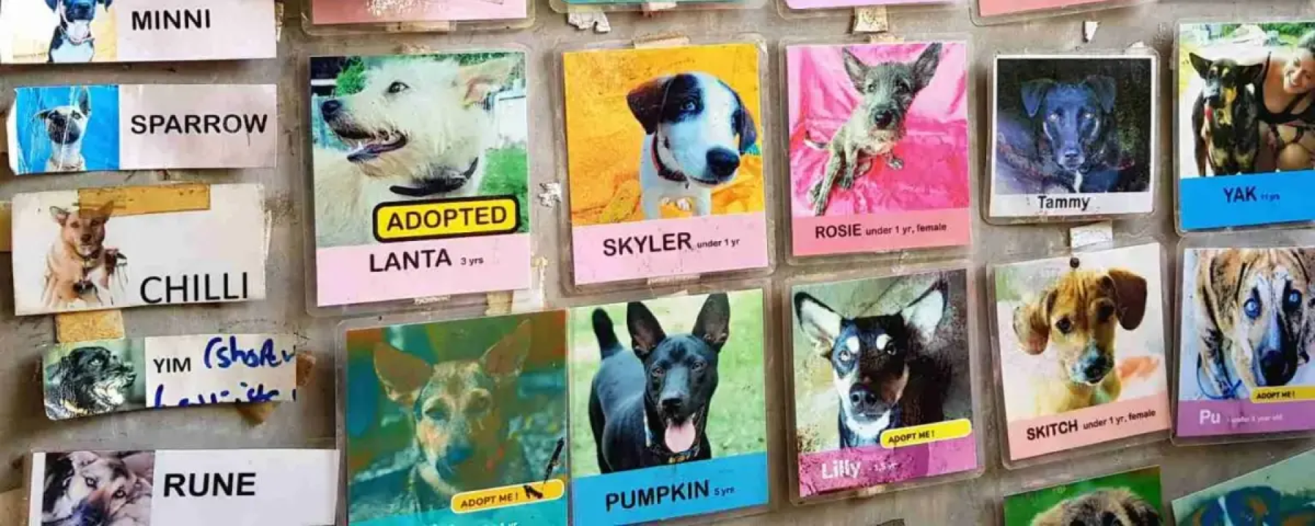 Lanta Animal Welfare