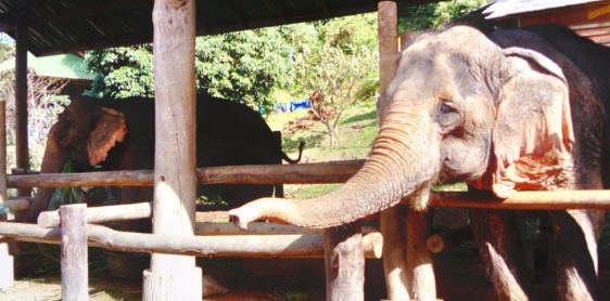 Day 1: Chiang Mai - Palong village (L/D)