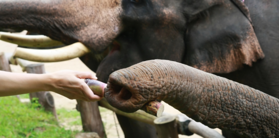 Day 2: Kareb Hilltribe Village – Elephant Feeding and Bathing (B/L/D)