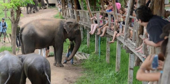 Day 4: Kanchanaburi – ElephantsWorld (Join-in activities; 10AM to 3:00PM) - Kanchanaburi (B/L)