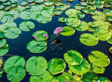 Klong Mahasawat Agro Tour - Half day