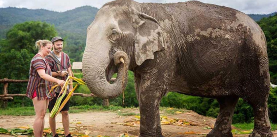 Day 11: Chiang Mai- Elephant Jungle Sanctuary (B,L) – Join in transfer /tour