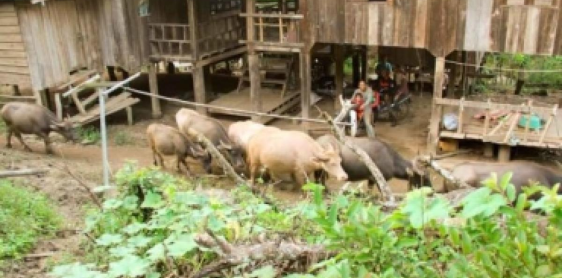 Day 1: Chiang Mai – Waterfall – Karen Hilltribe Village (L/D) Private tour