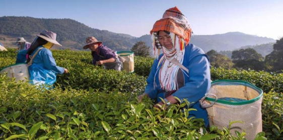 Day 7: Chiang Rai – Doi Mae Salong – Golden Triangle – Chiang Saen (B)