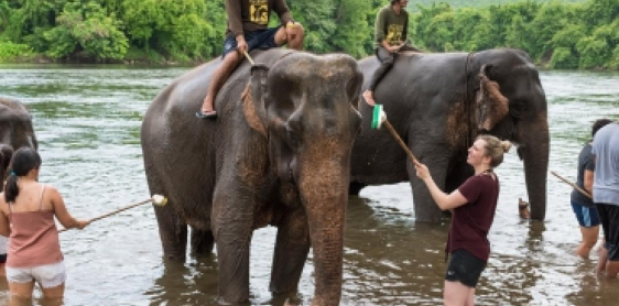 Day 4: Kanchanaburi – Elephant World (B, L)