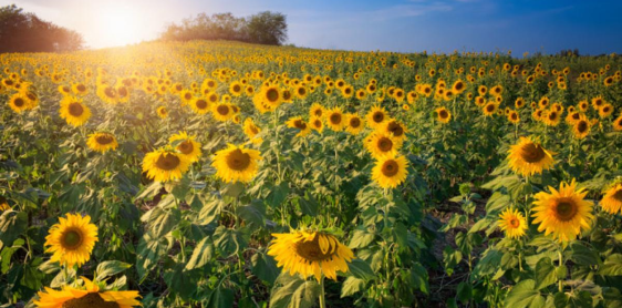 Bangkok - Saraburi -  Sunflower Field (L)
