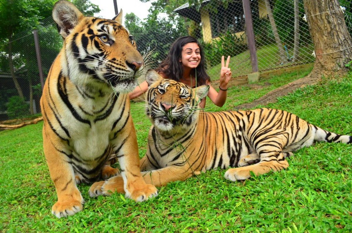 The Tiger Kingdom in Chiang Mai