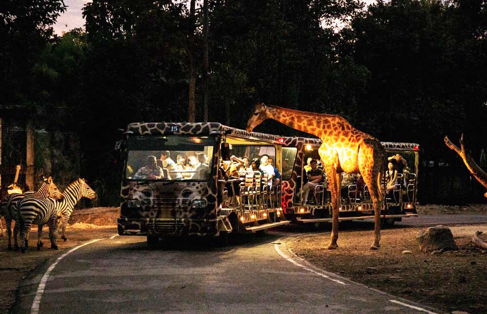 Chiang Mai Night Safari reopens