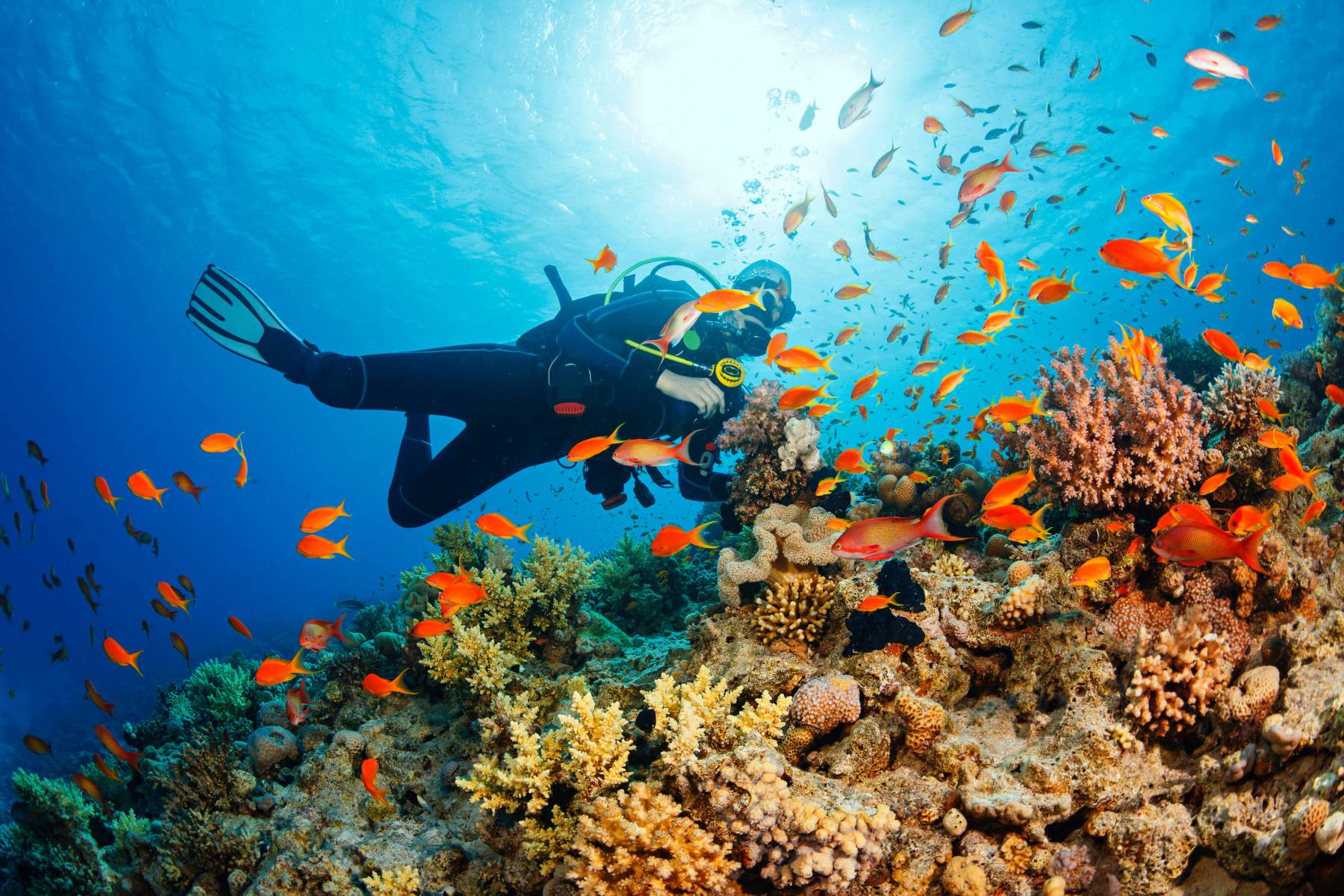 Diving in Phu Quoc Marine life