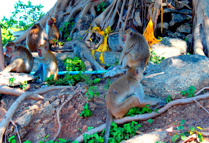 Khao-Takiab-Monkeys