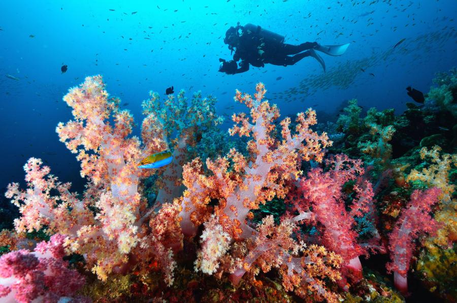 Coral Environment Similan Islands