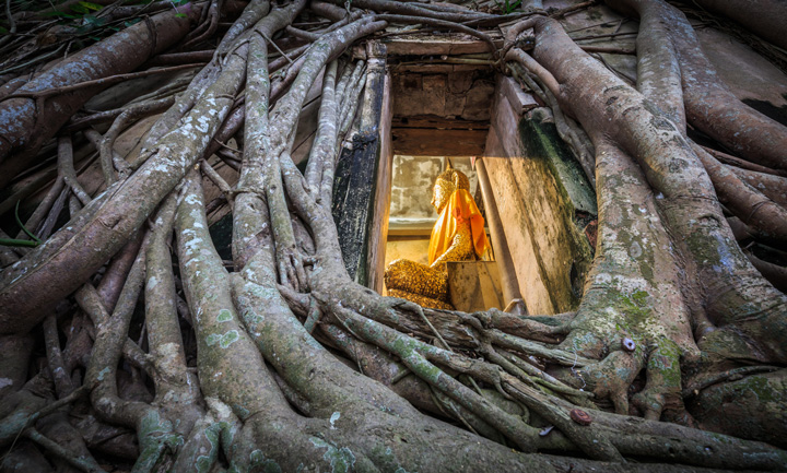 Wat-Bang-Kung-Temple-beneath-tree